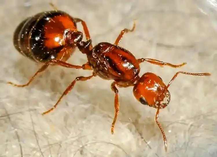Solenopsis invicta