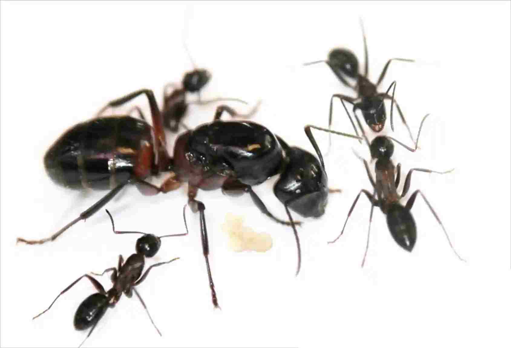 Camponotus ligniperda