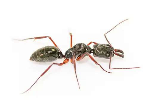 Trap-jaw ants