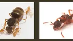 ants for beginners