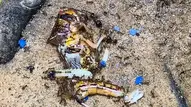 From Sugar to Insects: What Do Ants Eat 