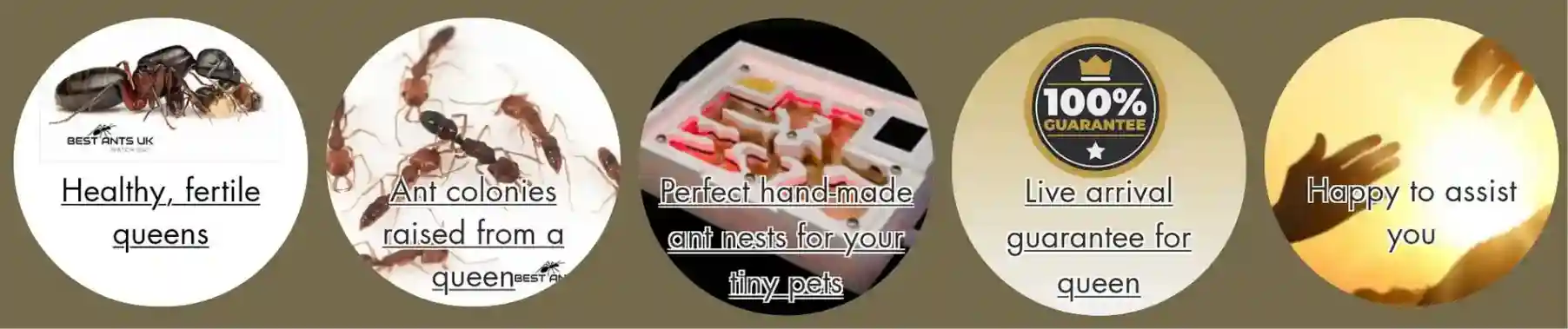 Superb Customer Service Best Ants UK