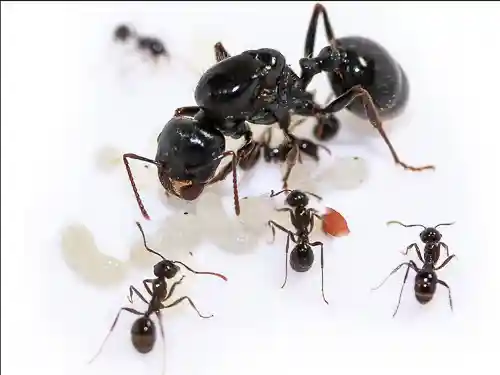 Messor capitatus Harvester Live Queen Ant Colony