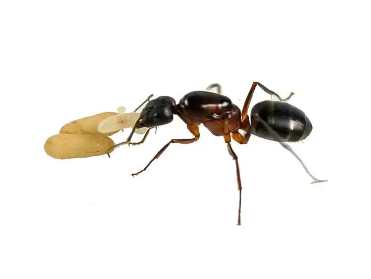 Camponotus barbarucus