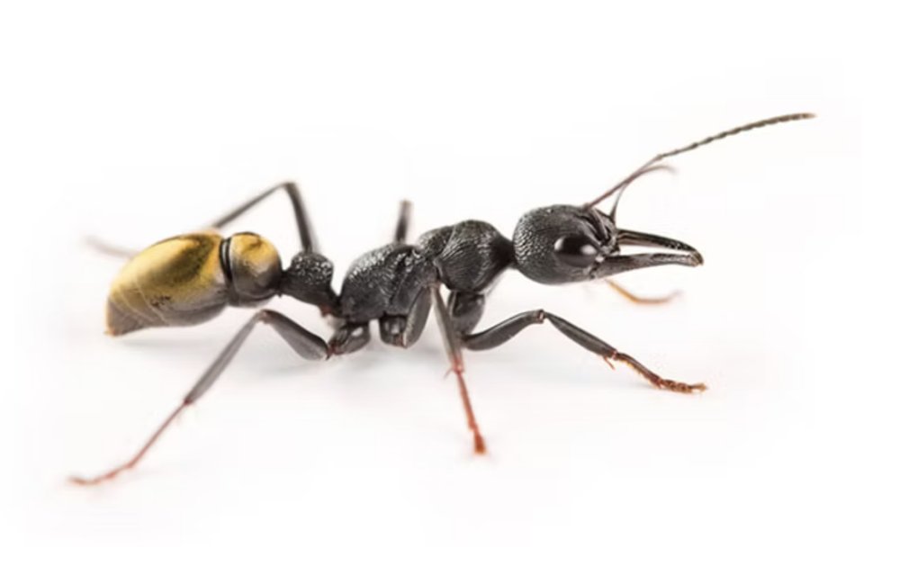 Myrmecia fulvipes