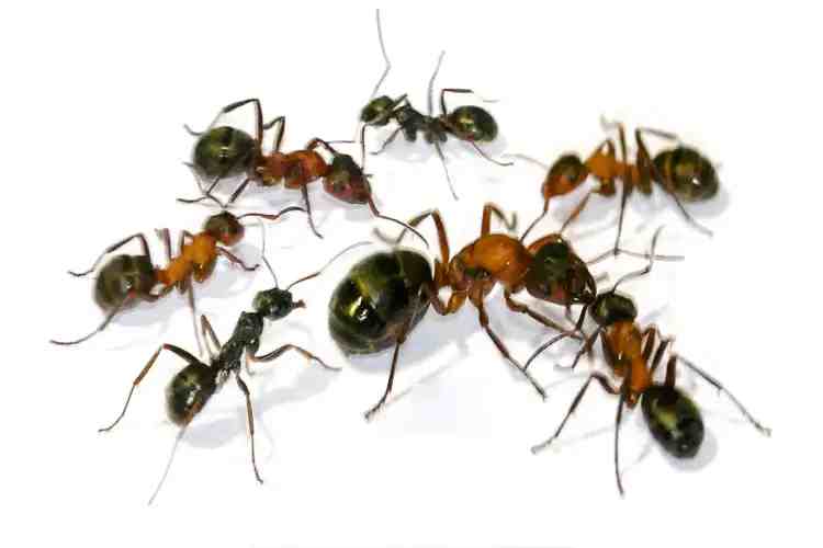 Formica sanguinea