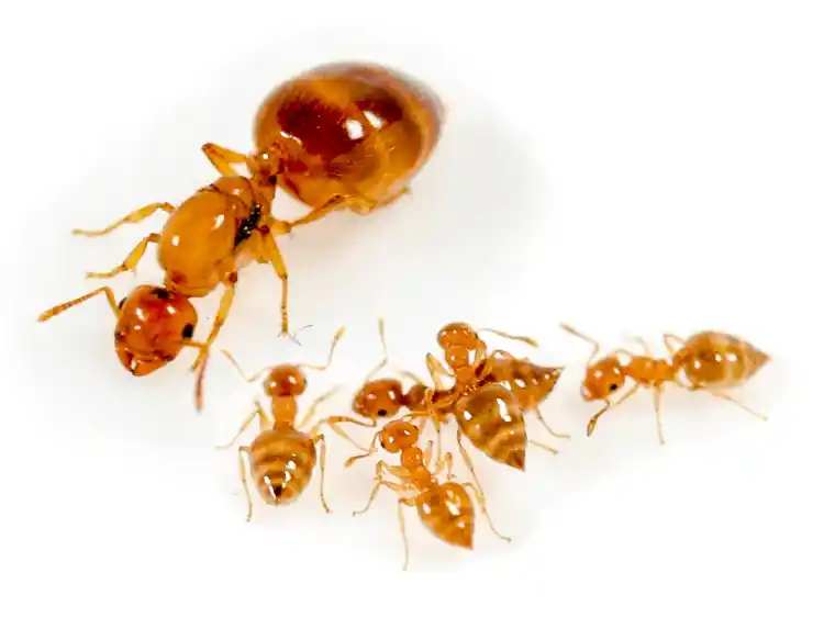 Crematogaster biroi