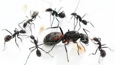 ant-keeping queen ants with ants from Europe