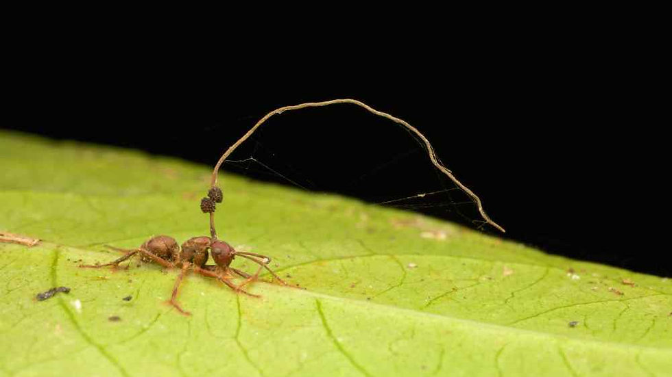 Camponotus carpenter ant infected with Ophiocordyceps unilateralis zombie ant fungus — parasitic fungal fruiting body growing from the ant's head — fascinating example of nature's most extreme ant behaviour
