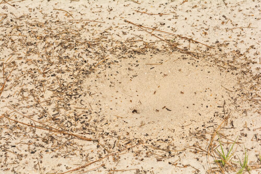 Pogonomyrmex badius