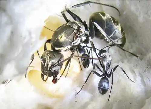 Camponotus parius