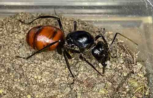 Dinomyrmex gigas