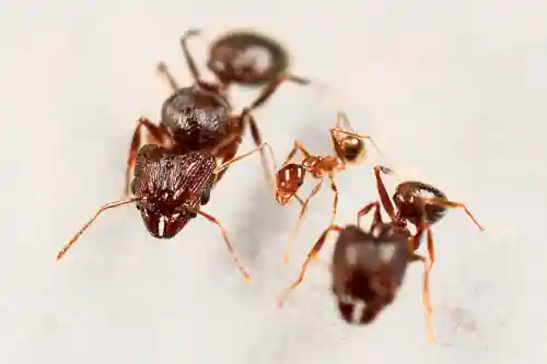 Pheidole Noda Big Headed Ants