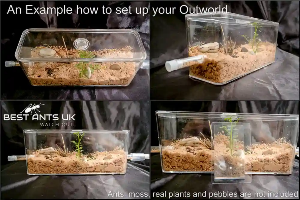 Ant Farm Arena Outworld Formicarium Medium Best Ants UK Nest