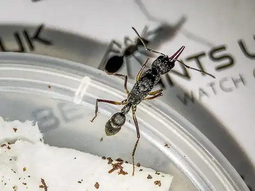 Harpegnathos venator best ants uk