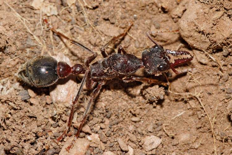 Myrmecia pyriformis