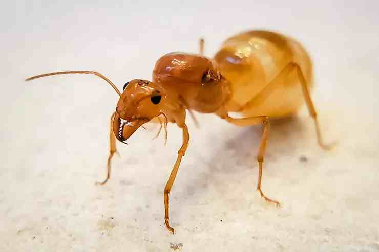 Myrmecocystus mexicanus