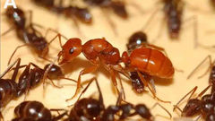 Monogyne vs Polygyne Ants: The Hidden Truth About Ant Colony Structure