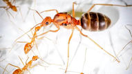Yellow Crazy Ants Anoplolepis Gracilipes: A How-to Care Guide