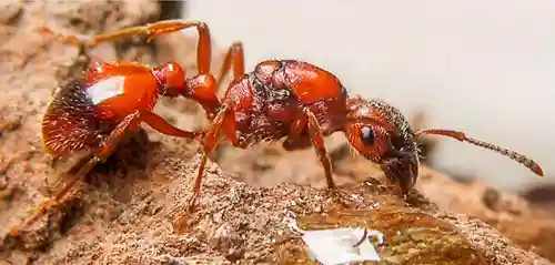 Manica rubida