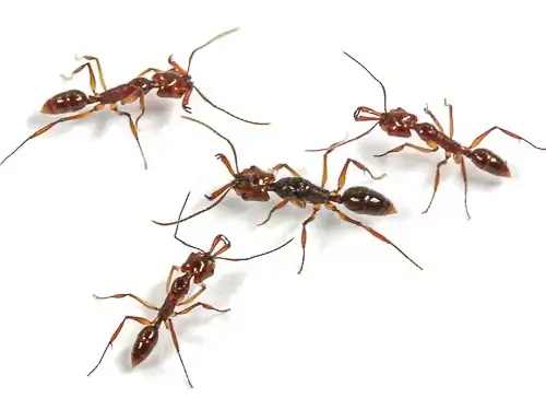 Odontomachus monticola