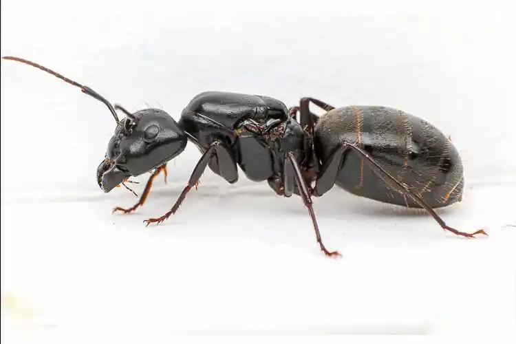 Camponotus pennsylvanicus