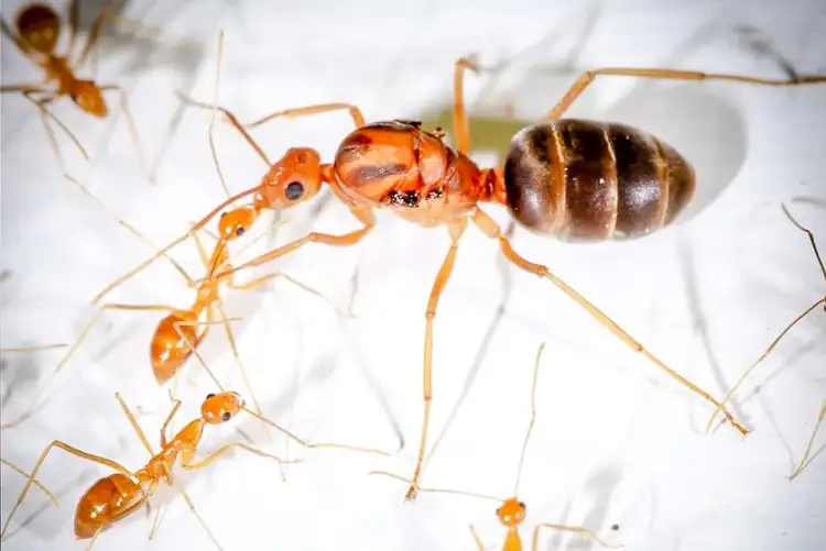 Anoplolepis gracilipes