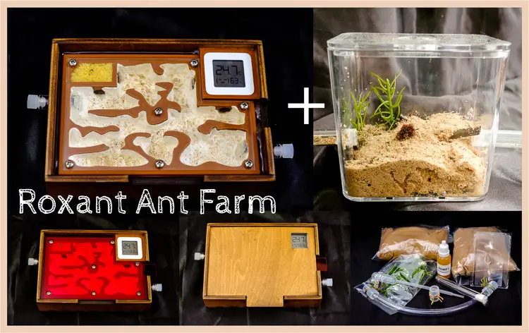 Wooden Ant Farm Starter Kit Ants Nest RoxAnt