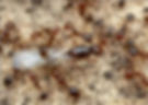 fire queen ant with workers