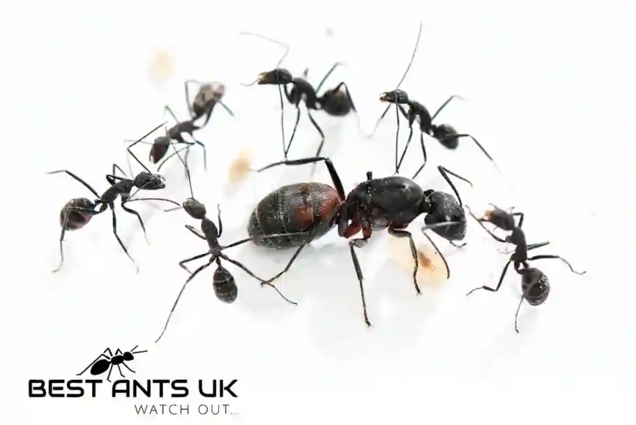 Camponotus Cruentatus Best Ants UK