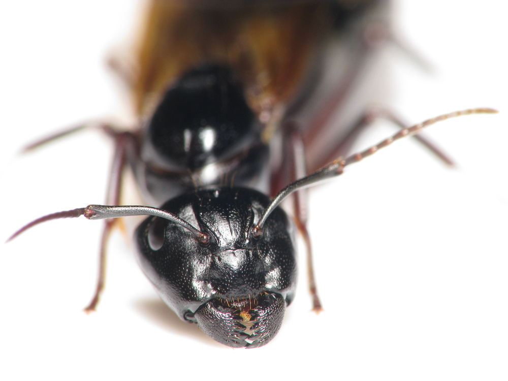 Camponotus pennsylvanicus