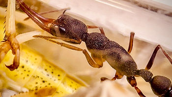 ants care ant keeping in the UK