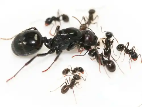 Messor Barbarus Live Queen Ant Colony Harvester Ants