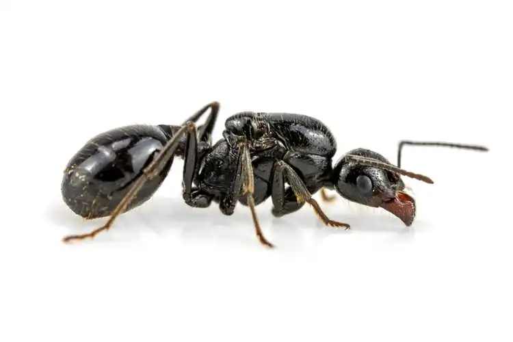 Messor minor
