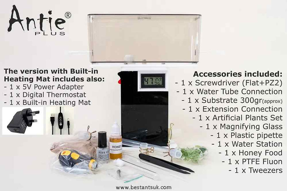 Thumbnail: Antie Plus MB Ant Farm Kit best ants uk