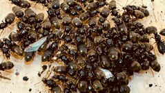 black queen ants UK