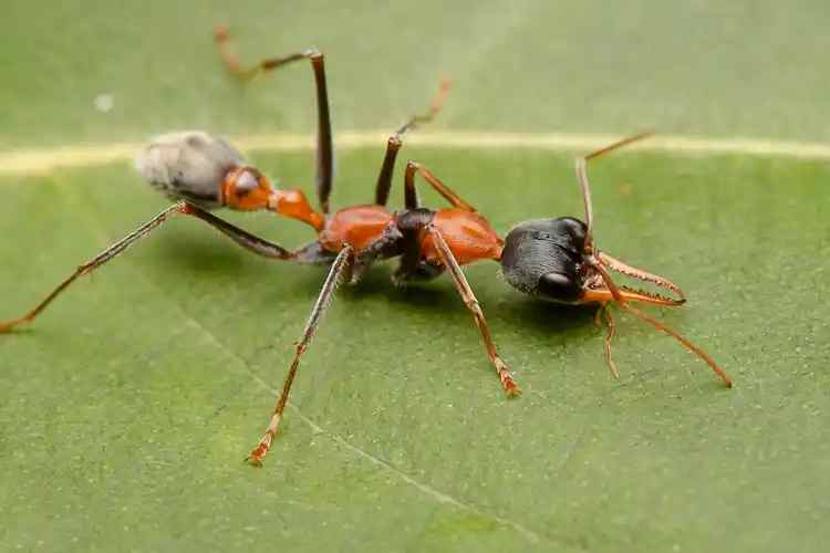 Myrmecia nigrocincta