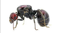 Messor cephalotes queen ant