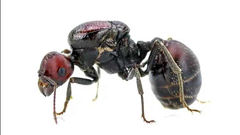 Messor cephalotes queen ant