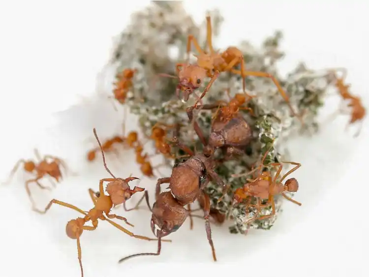 Leafcutter Ants Acromyrmex octospinosus