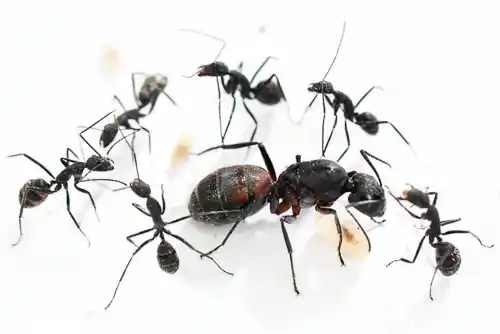 Camponotus cruentatus