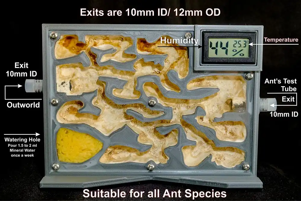 Ant Fam Teaium - Nest Fo Adults, Live Ants & Queen