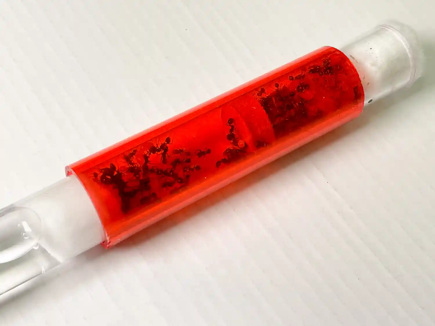 buy Queen Ant Test Tube Red Filter Cylinder Acetate 18mm  Suitable for either 16mm or 17mm test tubes