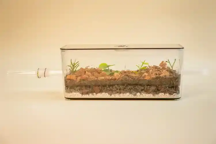 Thumbnail: My Living Ants Formicarium Natural Eco Ant Farm Best Ants UK for sale
