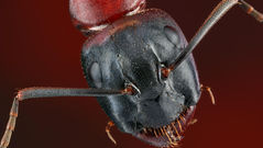 5 ants to not mess with