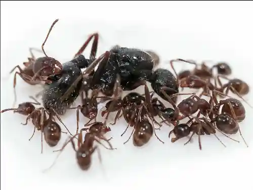 Messor Structor Polygynous Harvester Queen Ant