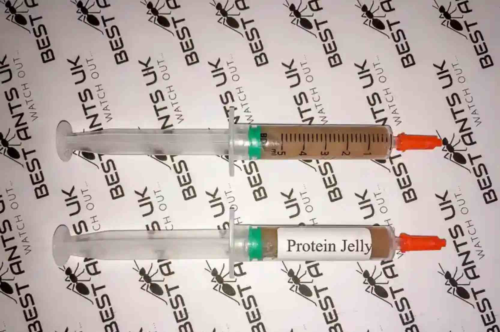 Ant food protein jelly sugar snaps for ants