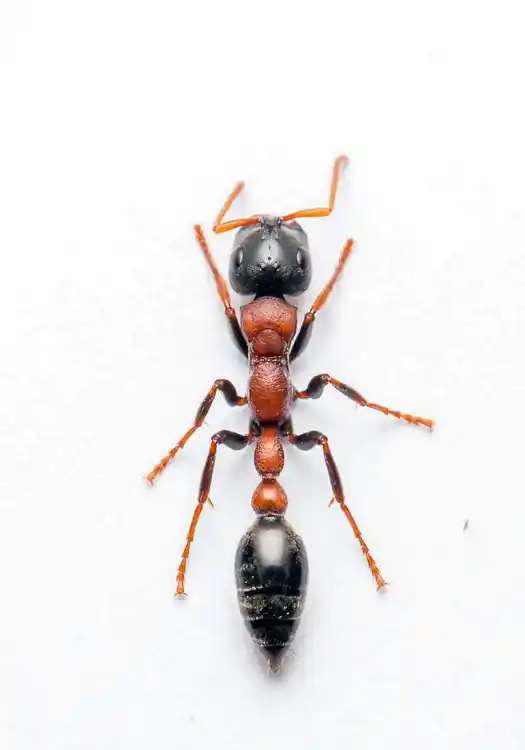 Tetraponera rufonigra