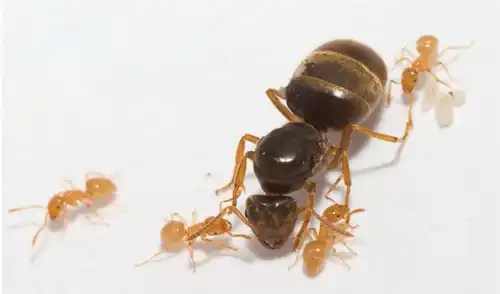 Lasius flavus