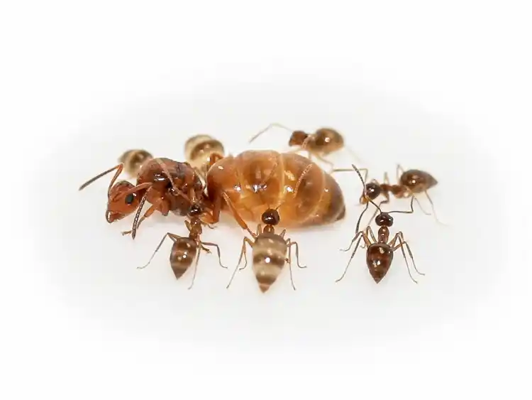 Prenolepis nitens European Honey Pot Ant Live Queen Ants Colony